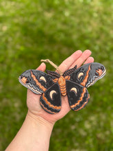 Load image into Gallery viewer, Cecropia Moth
